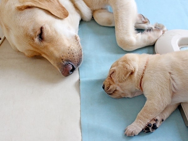 マジックガード　犬　ペット